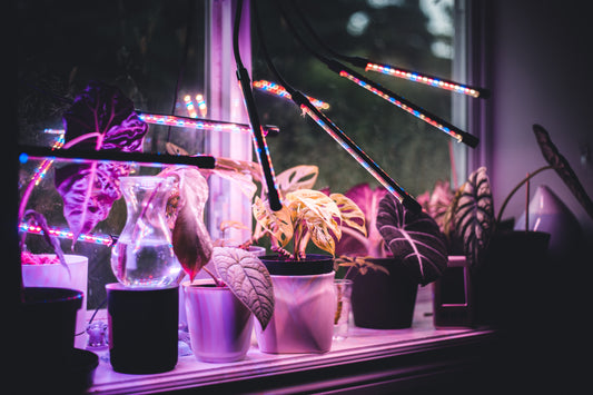 A iluminação ideal? LED vs HPS