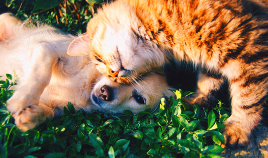 Os benefícios do CBD para Gatos e Cães