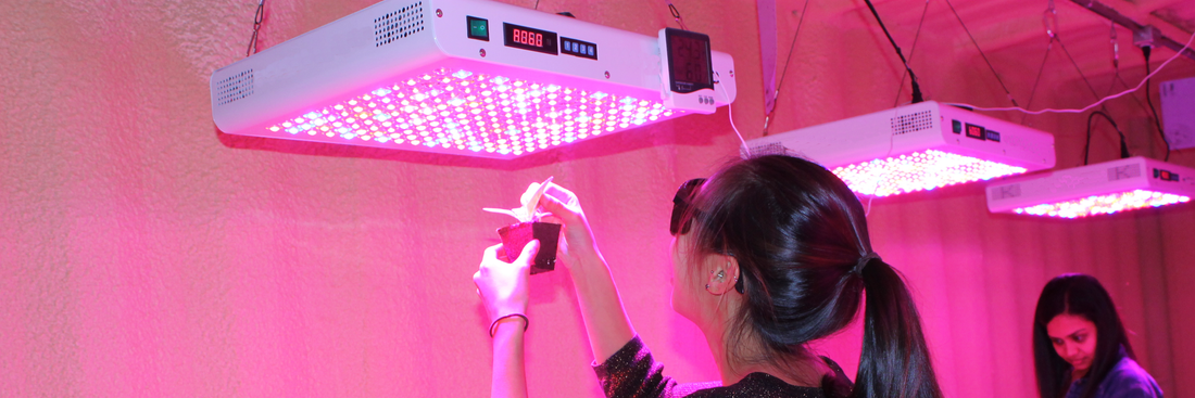 Como escolher as melhores luzes de cultivo LED?